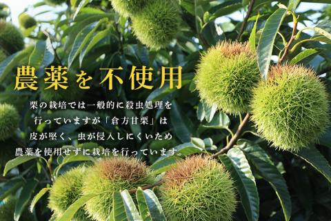 倉方甘栗の焼き栗 900g 10月中旬～12月末発送 無農薬 栗 和栗 くり 焼栗 自然 倉方 甘栗 果物 フルーツ 日本 国産 茨城 茨城県産 秋 冬 55-B