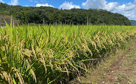 令和7年産 新米 栃木県足利市産ミルキークィーン10kg〈5kg×2袋〉 精米 白米 米 こめ ごはん 食品 栃木県 足利市  F7Z-1820