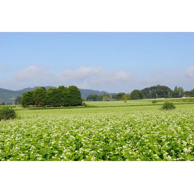 ふるさと納税 桜川市 農家直送【茨城県産常陸秋そば】石臼挽き早刈りそば粉 1kg×3袋入 |  | 03