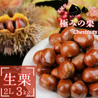 2026年産!大粒生栗 先行予約受付中 かすみがうら市産　生栗　2Lサイズ 3kg【配送不可地域：離島】【1437712】