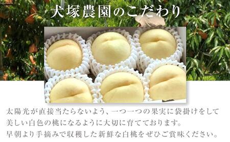固めの 桃 2024年 先行予約 ご家庭用 岡山市一宮産 白桃（晩生種）約1.3kg 4～6玉 もも モモ フルーツ 果物 犬塚農園 [No.5220-1281]