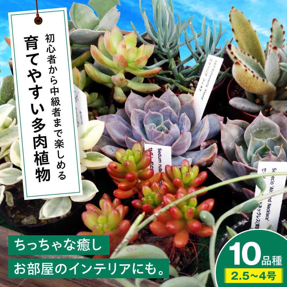 【ふるさと納税】多肉植物 10品種10鉢セット 植物 セット 観葉植物 初心者 育てやすい 多肉植物 三次市/園芸王国パスタイム[APCJ001]