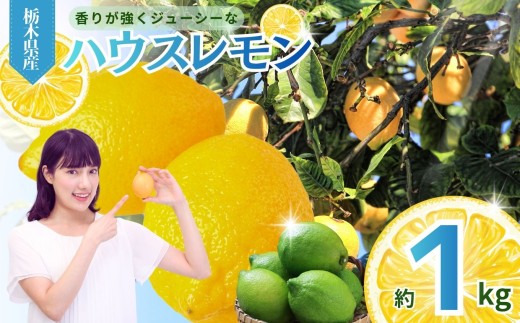 【2026年 先行予約】【1kg】真岡市産 ハウス レモン ｜2026年11月中旬~ れもん 果汁 国産 真岡市 栃木県 限定 送料無料