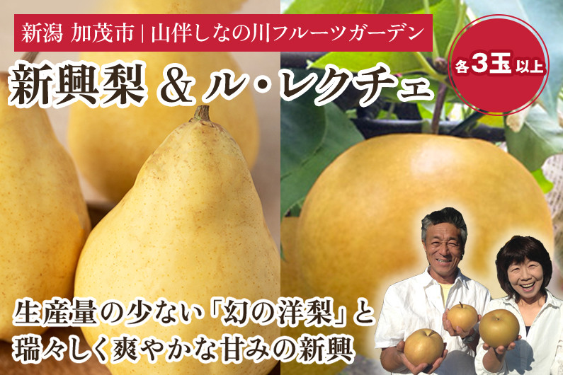
            【2025年先行予約】新潟特産 和梨と幻の洋梨ル・レクチェ セット（新興梨 3個 ル・レクチェ 4個）《11月下旬〜お届け》 果物 フルーツギフト 冬の味覚 産地直送加茂市 山伴しなの川フルーツガーデン
          