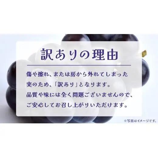 【 訳あり 】 巨峰 3kg 【2026年9月発送開始】(茨城県共通返礼品：大子町)