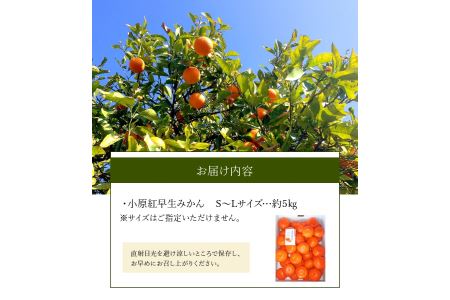 三豊市産ブランド曽保みかん【小原紅早生 約5ｋｇ】_M64-0014