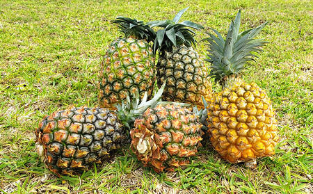 東村産パインアップルお任せセット2（5～7玉）【2026年発送】 パイン パインアップル パイナップル ボゴール ゴールドバレル ピーチパイン サンドルチェ ホワイトココ セット おまかせ 生産量日本