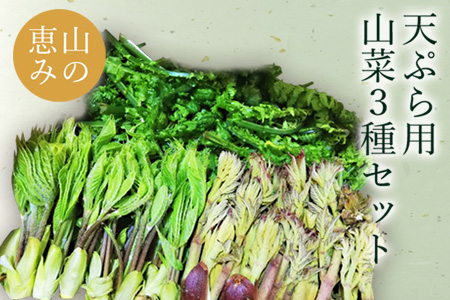 【2026年発送】天ぷらでおいしい！山形の山菜3種約650g（たらの芽100g、こしあぶら50g、こごみ500g）_H048(R8)