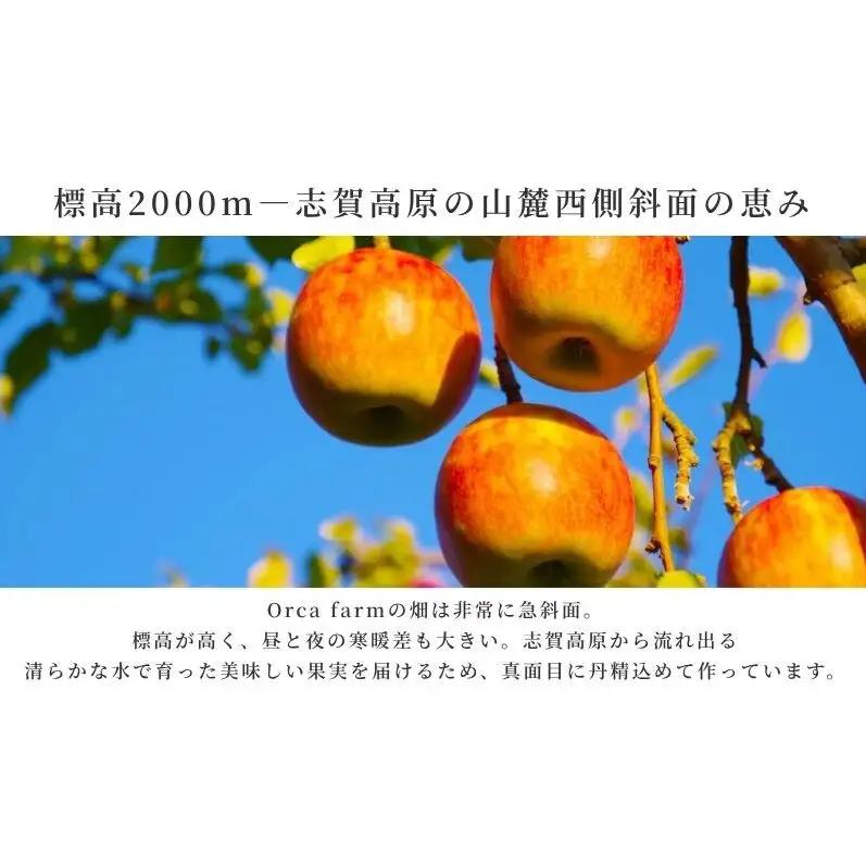 りんご 紅玉 9kg りんご