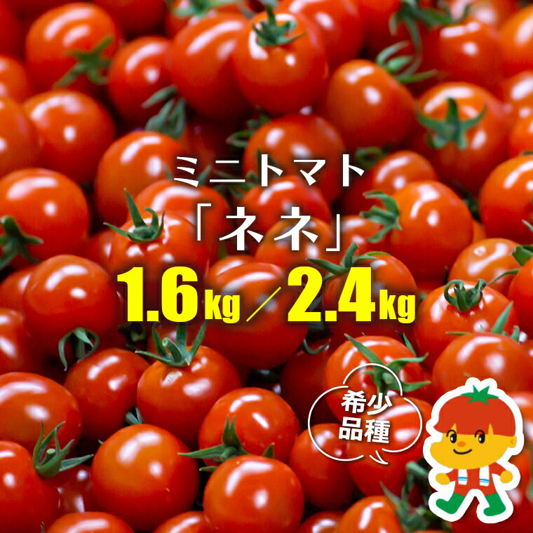 【ふるさと納税】トマト ミニトマト ネネ おすすめ 1.6kg 2.4kg 1パック200g 幻 希少 貴重 品種 フルーツ 高糖度 甘い 野菜 サラダ 小分け 農産物 農作物 農家直送 産地直送 赤 皮 薄い ジューシー みずみずしい 手選別 白石農園