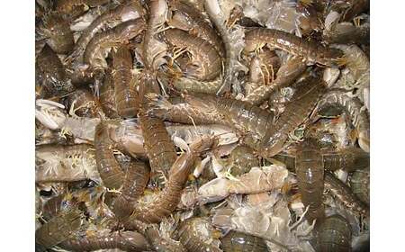 観光底引き網体験　採れた魚介類のお土産付き_【G0124】