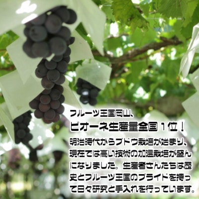 糖度抜群ぶどう【秀品】岡山産!種なしピオーネ2kg以上(3～4房)　ギフトにも【配送不可地域：離島】