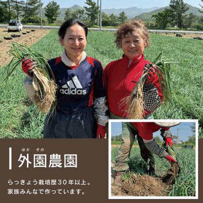 ふるさと納税 南さつま市 ◆5月上旬頃出荷開始◆【鹿児島県南さつま市産】加世田の砂丘生ラッキョウ 約5kg |  | 02