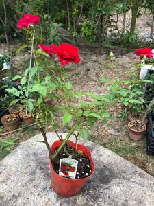 花 薔薇（ミニバラ苗木）：ラブリーふくやま・1ポット 広島県福山市/小林商事 植物 お花 ポット苗 苗 薔薇 バラ 観葉植物 [BAEA001]