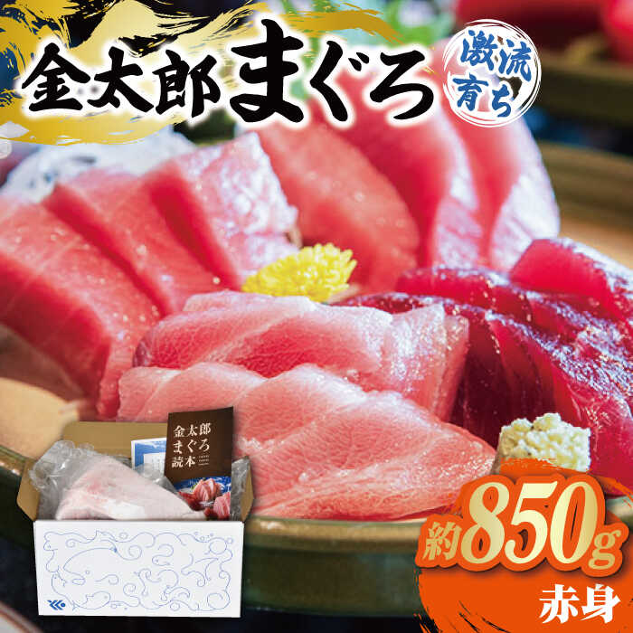 【ふるさと納税】【最速発送】【どこを切ってもうまい！濃厚な味わい】金太郎 マグロ 冷凍 ブロック 赤身 約850g【徳丸】 [RAC014] スピード発送 最短発送