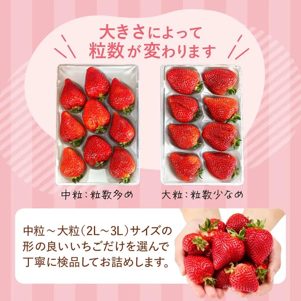 【先行予約】プレミアムオーガニックあまおう 「いせいちご」 スペシャルギフト _HA0480 | いちご あまおう
