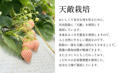 白いちご 淡雪 約1000g｜西谷農園