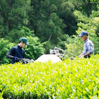 ふるさと納税 入間市 狭山茶ティーバッグセット　むらどり大 (品種別飲み比べセット) |  | 03