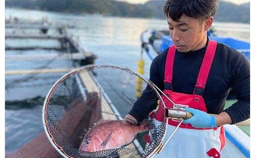 （冷蔵）驚く甘さ！ジューシーなブランド真鯛【３枚おろし・皮あり】 ／ はさま あなたに逢い鯛。 三重県 南伊勢町 伊勢志摩