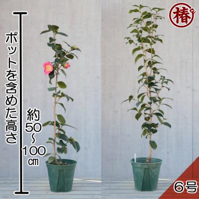 ふるさと納税 稲沢市 椿「ヒライHIRAI」接木18cmポット苗　新花コンテスト優勝品種 |  | 03
