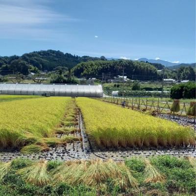 ふるさと納税 豊丘村 【天日干しのコシヒカリ】【令和7年産】 長野県豊丘村産コシヒカリ　精米　5kg |  | 01