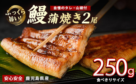 鹿児島県産 うなぎ蒲焼 じっくり焼き約125g×2尾 化粧箱 入り 大新 012-2001 うなぎ うなぎ