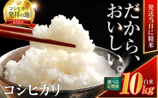 【5か月連続発送】小浜市産コシヒカリ 精米 10kg 若狭の自然が育てたごはん 国産米 福井県 / 白米  地域密着 米問屋 小浜市 / 梅田東米穀店 [BFEK017]