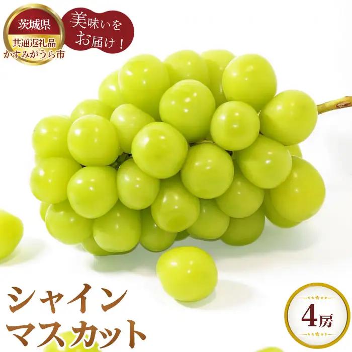 【先行予約】シャインマスカット　4房【茨城県共通返礼品 かすみがうら市】 No.313