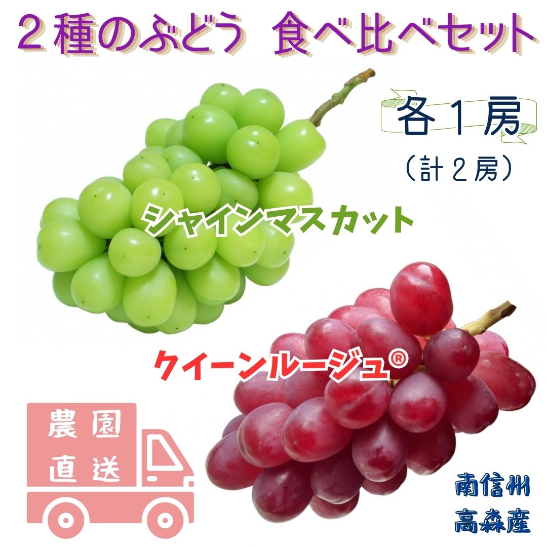 【ふるさと納税】【数量限定】2種のぶどう(シャインマスカット・クイーンルージュ(R))食べ比べセット 計2房～ 長野県 信州 南信州 高森町 農家直送 果物 くだもの ぶどう 旬のぶどう 鶴屋農園【配送不可地域：離島】