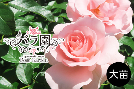 ＜2027年3月より順次発送＞花巻温泉バラ園 オリジナル品種「オリンピアローズ2020」【2283】