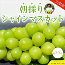 【ふるさと納税】【先行予約2025年9月発送】シャインマスカット約2kg　＼大房　秀品3～4房入り／　果物王国山梨から産地直送＜2025年9月出荷開始～9月下旬出荷終了＞【 フルーツ 山梨県 南アルプス市 】