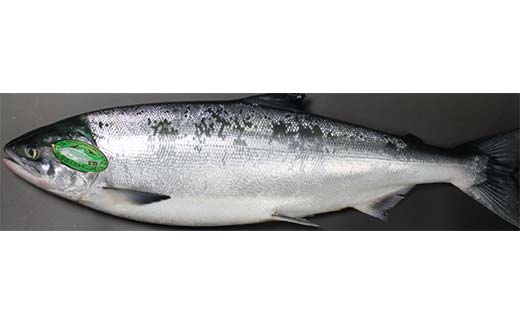 トキシラズ 約4kg 鮭 サケ 魚 トキシラズ 生鮮 北海道 釧路市 F5F-0111
