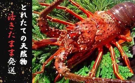 【8月上旬～9月下旬発送】 【漁師直送／生】 伊勢海老 （１kg／２〜５尾） 海老 海老 海老 海老 海老 仲野水産 