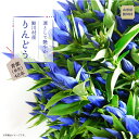 【ふるさと納税】鮭川村産りんどう　青紫（単色）　40本
