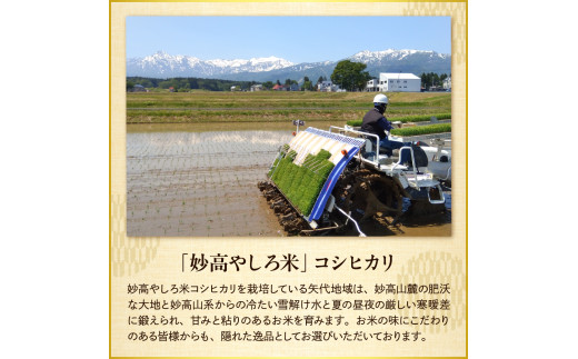 【先行予約】 令和8年産 【12ヵ月定期便】 新潟県 妙高やしろ米 コシヒカリ60kg (5㎏×12回) 【11月中旬より発送】 定期便 お米 米 コメ 精米 新潟 妙高市 米どころ こめ ご飯 ごは