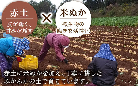  栽培期間中農薬不使用！野田さん家のじゃがいも（ニシユタカ)10kg/ じゃがいも ジャガイモ 新じゃがいも 新じゃが 春じゃがいも じゃがいも ジャガイモ 新じゃがいも 新じゃが 春じゃがいも じゃ