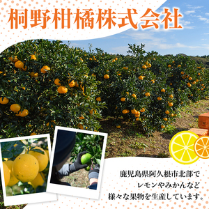 ＜先行予約受付中！2027年1月上旬以降順次発送予定＞数量限定！紅さわ香(10kg) 国産 鹿児島県 阿久根市 果実 果物 フルーツ 柑橘 紅甘夏 みかん ミカン 期間限定 数量限定【桐野柑橘株式会社