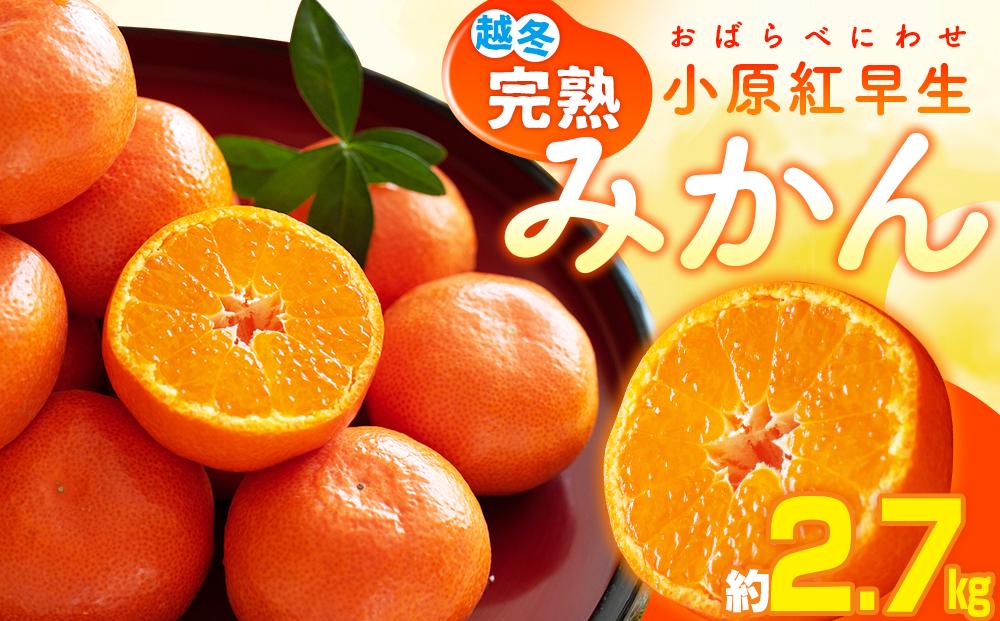 越冬完熟小原紅早生みかん　約2.7kg【2027年1月上旬～2027年2月上旬配送】 372013_T006-004J