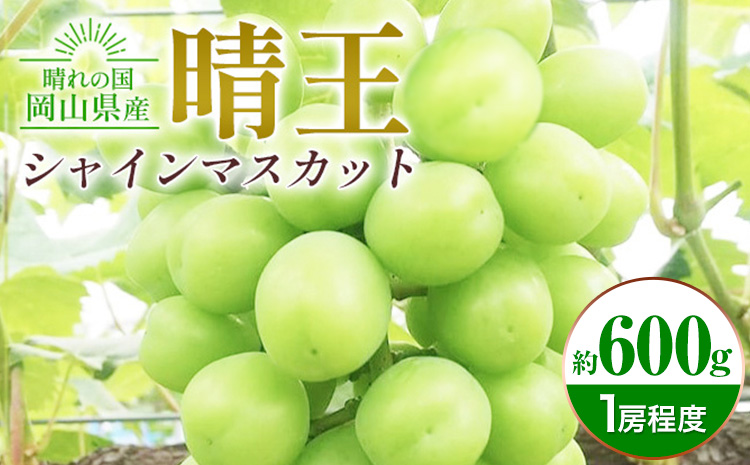 ぶどう シャインマスカット晴王 約600g 1房程度 橋田商店有限会社《9月中旬-11月中旬頃出荷》 岡山県 浅口市 岡山県産 ぶどう フルーツ 果物 くだもの マスカット 送料無料【配送不可地域あり】（北海道・沖縄・離島）st-p