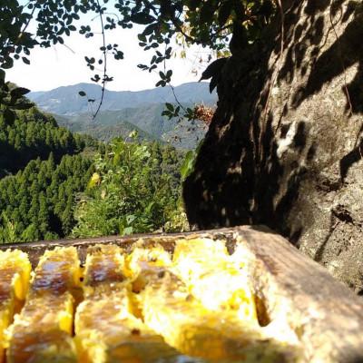 ふるさと納税 山鹿市 日本みつばち菊鹿600g |  | 01