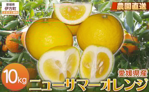 【栽培期間中農薬不使用】【先行受付】【数量限定】農園直送！愛媛県産ニューサマーオレンジ 10kg （2026年3月下旬頃より順次発送） 【 ふるさと納税 人気 おすすめ ランキング 柑橘 みかん ミカン 蜜柑 ニューサマ―オレンジ オレンジ フルーツ 果物 産地直送 ギフト 贈り物 栽培期間中農薬不使用 木野本農園 愛媛県産 愛媛県 伊方町 送料無料 】 IKTG010