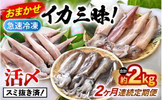 おまかせ定期便 《2ヶ月連続お届け》 計約2kg イカ 三昧！ その時期の一番良いイカをお届けします 急速冷凍 活〆 刺身 ヤリイカ ケンサキイカ アオリイカ 【入手困難 いか 烏賊 若狭湾 地物 海産物 新鮮 魚介 海鮮 イカ丼 いか丼 焼きイカ 焼きいか 真空パック】 [m36-e006]