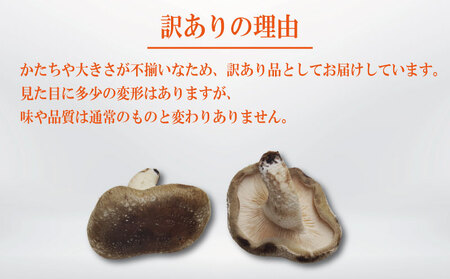 訳あり 生しいたけ 1.5kg しいたけ しいたけ しいたけ しいたけ しいたけ