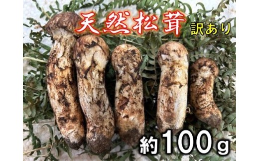 【期間限定】 岩手北三陸産 松茸 天然 約100g 国産 松茸訳あり （つぼみ、開き、傷もの等） 【数量限定】