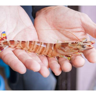 ふるさと納税 松浦市 お届けオーダーメイド!東興のくるまえび1kg×5 |  | 01