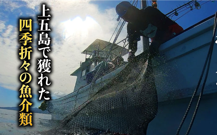 【贅沢な旬鮮魚の干物！旨味がぎゅっ！】 五島 干物 6種 セット 鮮魚 魚介類 【はたした】 [RAF001]