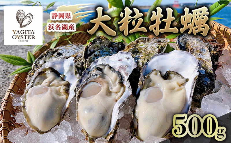 【2026年1月より順次発送】浜名湖産かき大粒むき身500g（加熱用） 牡蠣 八木田オイスター 海鮮 魚介 国産 浜名湖産 貝付き 生牡蠣 焼き牡蠣 蒸し牡蠣 冷蔵 産地直送