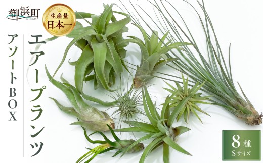 南紀グリーンハウスのエアープランツアソートBOX【エアープランツ プランツ ティランジア 詰め合わせ 観葉植物 植物 エアプランツ 園芸 インテリア ギフト セット 癒し 飾り 吊るす 三重県 御浜町 】
