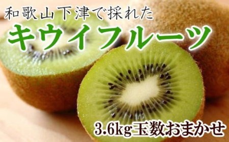 和歌山の下津で採れたキウイフルーツ約3.6kg（玉数おまかせ・秀品）※2023年1月上旬～3月中旬頃に発送【tec502】