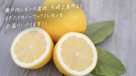 【先行予約】 もぎたてフレッシュ！ せとうちレモン 約5kg (約 40～50個程度 ) 2026年12月中旬～2027年1月発送 ワックス防腐剤不使用 皮まで丸ごと食べられる